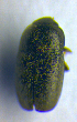  ( - BC ZSM COL 00982)  @12 [ ] CreativeCommons - Attribution Non-Commercial Share-Alike (2010) Unspecified SNSB, Zoologische Staatssammlung Muenchen