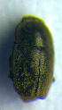  ( - BC ZSM COL 00983)  @12 [ ] CreativeCommons - Attribution Non-Commercial Share-Alike (2010) Unspecified SNSB, Zoologische Staatssammlung Muenchen