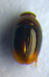  ( - BC ZSM COL 00990)  @12 [ ] CreativeCommons - Attribution Non-Commercial Share-Alike (2010) Unspecified SNSB, Zoologische Staatssammlung Muenchen