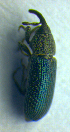  ( - BC ZSM COL 00993)  @12 [ ] CreativeCommons - Attribution Non-Commercial Share-Alike (2010) Unspecified SNSB, Zoologische Staatssammlung Muenchen