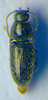  ( - BC ZSM COL 01003)  @11 [ ] CreativeCommons - Attribution Non-Commercial Share-Alike (2010) Unspecified SNSB, Zoologische Staatssammlung Muenchen