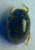  ( - BC ZSM COL 01005)  @12 [ ] CreativeCommons - Attribution Non-Commercial Share-Alike (2010) Unspecified SNSB, Zoologische Staatssammlung Muenchen