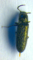  ( - BC ZSM COL 01008)  @12 [ ] CreativeCommons - Attribution Non-Commercial Share-Alike (2010) Unspecified SNSB, Zoologische Staatssammlung Muenchen