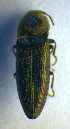  ( - BC ZSM COL 01024)  @12 [ ] CreativeCommons - Attribution Non-Commercial Share-Alike (2010) Unspecified SNSB, Zoologische Staatssammlung Muenchen