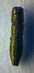  ( - BC ZSM COL 01027)  @11 [ ] CreativeCommons - Attribution Non-Commercial Share-Alike (2010) Unspecified SNSB, Zoologische Staatssammlung Muenchen