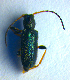  ( - BC ZSM COL 01030)  @12 [ ] CreativeCommons - Attribution Non-Commercial Share-Alike (2010) Unspecified SNSB, Zoologische Staatssammlung Muenchen