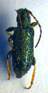  ( - BC ZSM COL 01031)  @12 [ ] CreativeCommons - Attribution Non-Commercial Share-Alike (2010) Unspecified SNSB, Zoologische Staatssammlung Muenchen