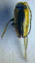  ( - BC ZSM COL 01034)  @13 [ ] CreativeCommons - Attribution Non-Commercial Share-Alike (2010) Unspecified SNSB, Zoologische Staatssammlung Muenchen