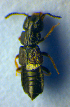  ( - BC ZSM COL 01035)  @12 [ ] CreativeCommons - Attribution Non-Commercial Share-Alike (2010) Unspecified SNSB, Zoologische Staatssammlung Muenchen