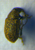  ( - BC ZSM COL 01036)  @11 [ ] CreativeCommons - Attribution Non-Commercial Share-Alike (2010) Unspecified SNSB, Zoologische Staatssammlung Muenchen