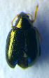  (Psylliodes instabilis - BC ZSM COL 01047)  @12 [ ] CreativeCommons - Attribution Non-Commercial Share-Alike (2010) Stefan Schmidt SNSB, Zoologische Staatssammlung Muenchen