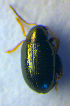  ( - BC ZSM COL 01048)  @12 [ ] CreativeCommons - Attribution Non-Commercial Share-Alike (2010) Stefan Schmidt SNSB, Zoologische Staatssammlung Muenchen