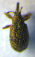  ( - BC ZSM COL 01064)  @12 [ ] CreativeCommons - Attribution Non-Commercial Share-Alike (2010) Stefan Schmidt SNSB, Zoologische Staatssammlung Muenchen