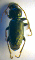  ( - BC ZSM COL 01076)  @12 [ ] CreativeCommons - Attribution Non-Commercial Share-Alike (2010) Stefan Schmidt SNSB, Zoologische Staatssammlung Muenchen