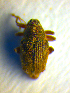  ( - BC ZSM COL 01109)  @12 [ ] CreativeCommons - Attribution Non-Commercial Share-Alike (2010) Stefan Schmidt SNSB, Zoologische Staatssammlung Muenchen