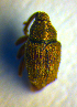  ( - BC ZSM COL 01110)  @12 [ ] CreativeCommons - Attribution Non-Commercial Share-Alike (2010) Stefan Schmidt SNSB, Zoologische Staatssammlung Muenchen