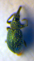  ( - BC ZSM COL 01111)  @12 [ ] CreativeCommons - Attribution Non-Commercial Share-Alike (2010) Stefan Schmidt SNSB, Zoologische Staatssammlung Muenchen