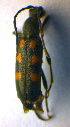  ( - BC ZSM COL 01125)  @12 [ ] CreativeCommons - Attribution Non-Commercial Share-Alike (2010) Stefan Schmidt SNSB, Zoologische Staatssammlung Muenchen