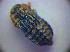  ( - BC ZSM COL 01282)  @12 [ ] CreativeCommons - Attribution Non-Commercial Share-Alike (2010) Stefan Schmidt SNSB, Zoologische Staatssammlung Muenchen