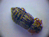  ( - BC ZSM COL 01283)  @12 [ ] CreativeCommons - Attribution Non-Commercial Share-Alike (2010) Stefan Schmidt SNSB, Zoologische Staatssammlung Muenchen