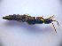  ( - BC ZSM COL 01290)  @12 [ ] CreativeCommons - Attribution Non-Commercial Share-Alike (2010) Stefan Schmidt SNSB, Zoologische Staatssammlung Muenchen