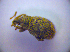  (Caenopsis waltoni - BC ZSM COL 01298)  @13 [ ] CreativeCommons - Attribution Non-Commercial Share-Alike (2010) Stefan Schmidt SNSB, Zoologische Staatssammlung Muenchen