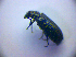  ( - BC ZSM COL 01342)  @12 [ ] CreativeCommons - Attribution Non-Commercial Share-Alike (2010) Stefan Schmidt SNSB, Zoologische Staatssammlung Muenchen
