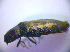  ( - BC ZSM COL 01353)  @12 [ ] CreativeCommons - Attribution Non-Commercial Share-Alike (2010) Stefan Schmidt SNSB, Zoologische Staatssammlung Muenchen