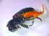  ( - BC ZSM COL 01362)  @11 [ ] CreativeCommons - Attribution Non-Commercial Share-Alike (2010) Stefan Schmidt SNSB, Zoologische Staatssammlung Muenchen