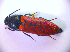 (Ampedus rufipennis - BC ZSM COL 01377)  @13 [ ] CreativeCommons - Attribution Non-Commercial Share-Alike (2010) Stefan Schmidt SNSB, Zoologische Staatssammlung Muenchen
