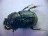  ( - BC ZSM COL 01417)  @11 [ ] CreativeCommons - Attribution Non-Commercial Share-Alike (2010) Stefan Schmidt SNSB, Zoologische Staatssammlung Muenchen