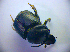  ( - BC ZSM COL 01418)  @11 [ ] CreativeCommons - Attribution Non-Commercial Share-Alike (2010) Stefan Schmidt SNSB, Zoologische Staatssammlung Muenchen