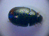  ( - BC ZSM COL 01432)  @12 [ ] CreativeCommons - Attribution Non-Commercial Share-Alike (2010) Stefan Schmidt SNSB, Zoologische Staatssammlung Muenchen