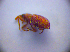  (Apion rubens - BC ZSM COL 01452)  @13 [ ] CreativeCommons - Attribution Non-Commercial Share-Alike (2010) Stefan Schmidt SNSB, Zoologische Staatssammlung Muenchen