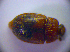  ( - BC ZSM COL 01523)  @11 [ ] CreativeCommons - Attribution Non-Commercial Share-Alike (2010) Stefan Schmidt SNSB, Zoologische Staatssammlung Muenchen