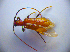  ( - BC ZSM COL 01620)  @11 [ ] CreativeCommons - Attribution Non-Commercial Share-Alike (2010) Stefan Schmidt SNSB, Zoologische Staatssammlung Muenchen