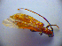  ( - BC ZSM COL 01621)  @11 [ ] CreativeCommons - Attribution Non-Commercial Share-Alike (2010) Stefan Schmidt SNSB, Zoologische Staatssammlung Muenchen