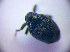  ( - BC ZSM COL 01641)  @12 [ ] CreativeCommons - Attribution Non-Commercial Share-Alike (2010) Stefan Schmidt SNSB, Zoologische Staatssammlung Muenchen