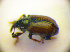  ( - BC ZSM COL 01731)  @11 [ ] CreativeCommons - Attribution Non-Commercial Share-Alike (2010) Stefan Schmidt SNSB, Zoologische Staatssammlung Muenchen
