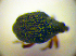  (Neophytobius granatus - BC ZSM COL 01763)  @13 [ ] CreativeCommons - Attribution Non-Commercial Share-Alike (2010) Stefan Schmidt SNSB, Zoologische Staatssammlung Muenchen