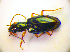  (Sinechostictus elongatus - BC ZSM COL 01773)  @13 [ ] CreativeCommons - Attribution Non-Commercial Share-Alike (2010) Stefan Schmidt SNSB, Zoologische Staatssammlung Muenchen