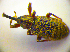  ( - BC ZSM COL 01788)  @12 [ ] CreativeCommons - Attribution Non-Commercial Share-Alike (2010) Stefan Schmidt SNSB, Zoologische Staatssammlung Muenchen