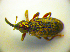  ( - BC ZSM COL 01789)  @12 [ ] CreativeCommons - Attribution Non-Commercial Share-Alike (2010) Stefan Schmidt SNSB, Zoologische Staatssammlung Muenchen