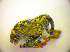  ( - BC ZSM COL 01792)  @12 [ ] CreativeCommons - Attribution Non-Commercial Share-Alike (2010) Stefan Schmidt SNSB, Zoologische Staatssammlung Muenchen