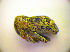 ( - BC ZSM COL 01793)  @12 [ ] CreativeCommons - Attribution Non-Commercial Share-Alike (2010) Stefan Schmidt SNSB, Zoologische Staatssammlung Muenchen
