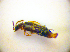  ( - BC ZSM COL 01804)  @12 [ ] CreativeCommons - Attribution Non-Commercial Share-Alike (2010) Stefan Schmidt SNSB, Zoologische Staatssammlung Muenchen
