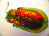  ( - BC ZSM COL 01805)  @13 [ ] CreativeCommons - Attribution Non-Commercial Share-Alike (2010) Stefan Schmidt SNSB, Zoologische Staatssammlung Muenchen