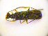  ( - BC ZSM COL 01806)  @12 [ ] CreativeCommons - Attribution Non-Commercial Share-Alike (2010) Stefan Schmidt SNSB, Zoologische Staatssammlung Muenchen