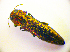  ( - BC ZSM COL 01829)  @11 [ ] CreativeCommons - Attribution Non-Commercial Share-Alike (2010) Stefan Schmidt SNSB, Zoologische Staatssammlung Muenchen