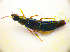  ( - BC ZSM COL 01836)  @12 [ ] CreativeCommons - Attribution Non-Commercial Share-Alike (2010) Stefan Schmidt SNSB, Zoologische Staatssammlung Muenchen